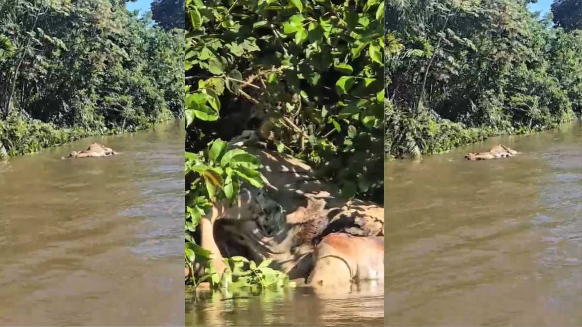 Onça-pintada arrasta boi em rio do Pantanal e cena impressiona turistas