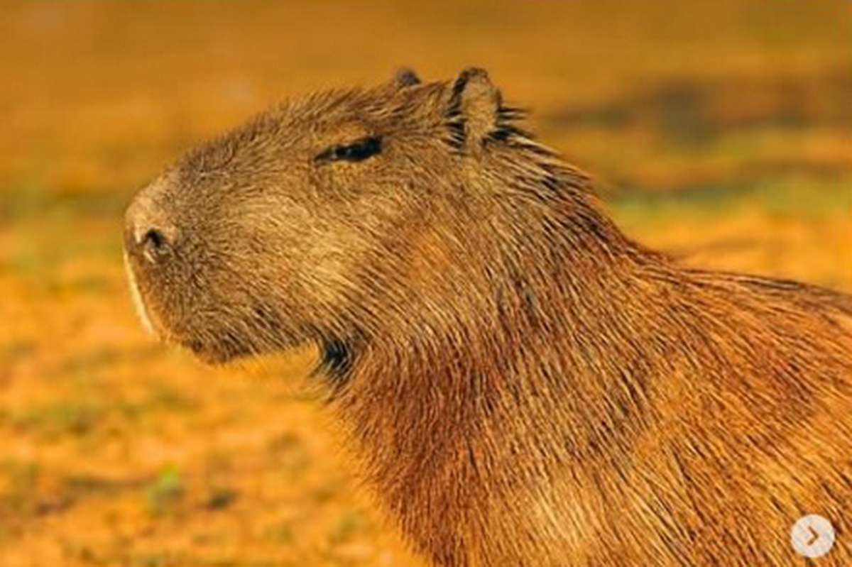 Torres: capivara é solta no Rio Mampituba após reabilitação