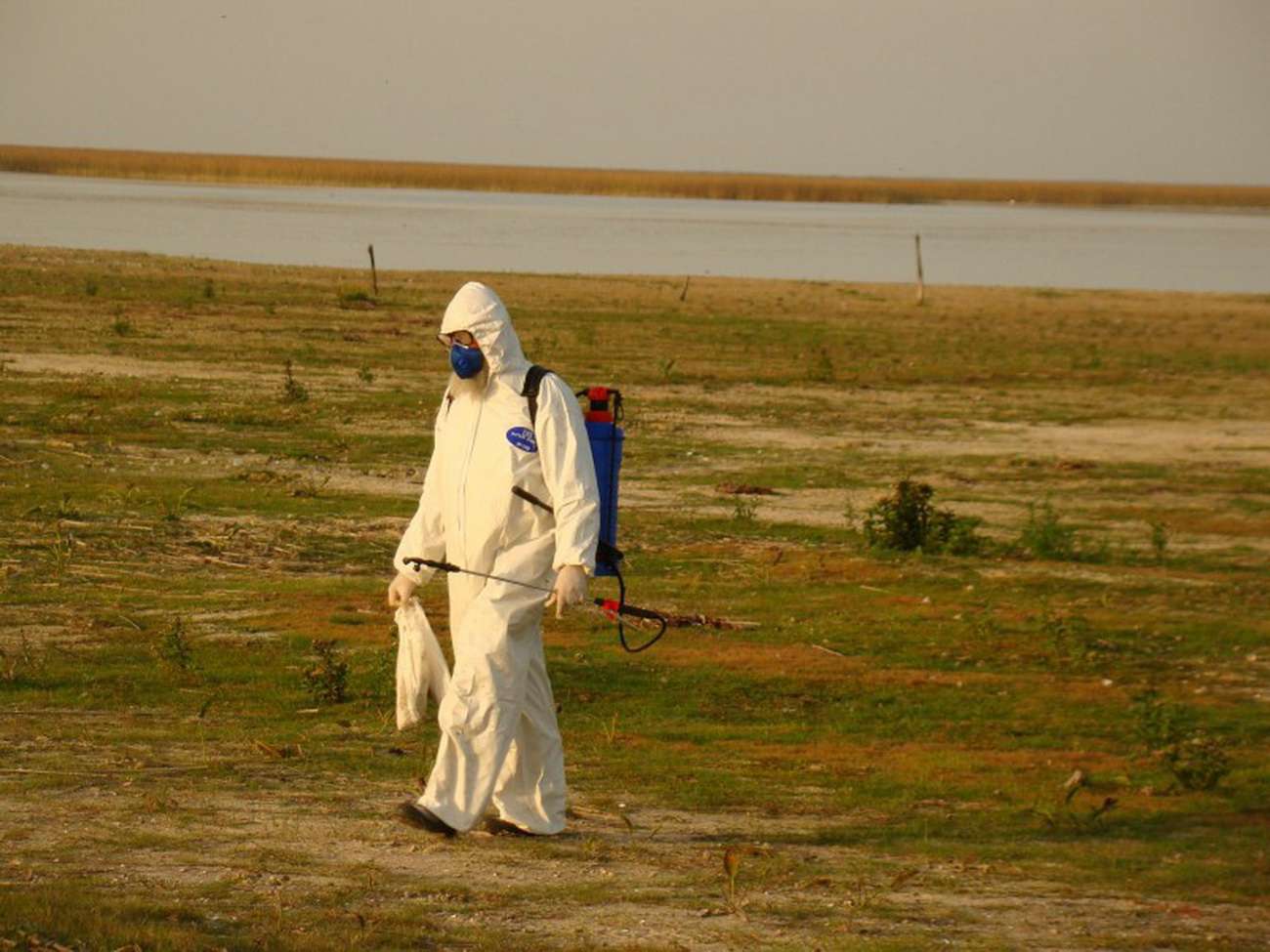 Estado de emergência é decretado no RS, Confirmada gripe aviária de alta patogenicida em granja no RS