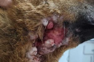 Canil municipal de Osório vira alvo de polêmica