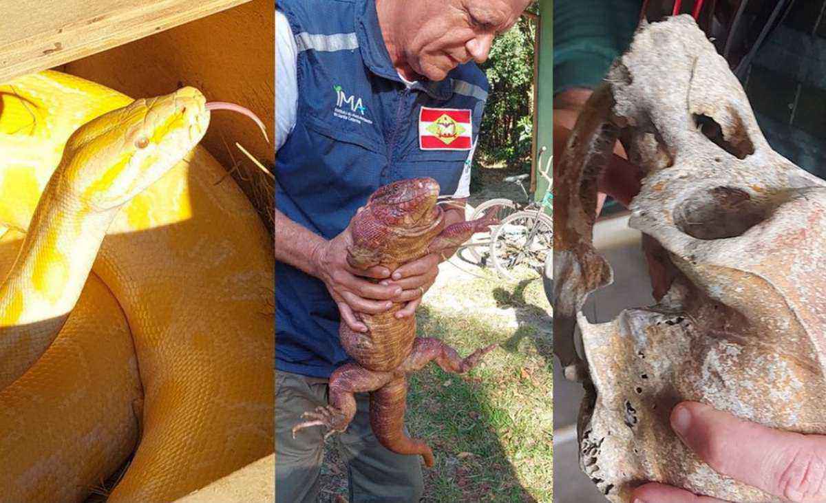 Crânio de chimpanzé e répteis exóticos são encontrados em operação em SC