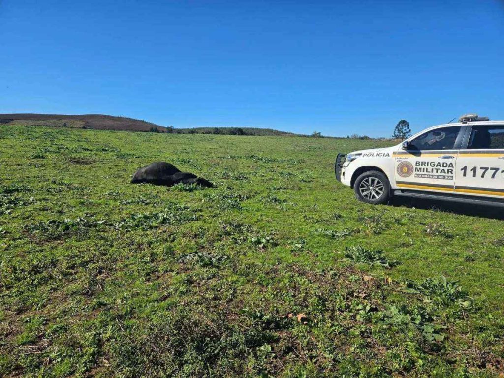 Homem de 80 anos é morto por touro no RS