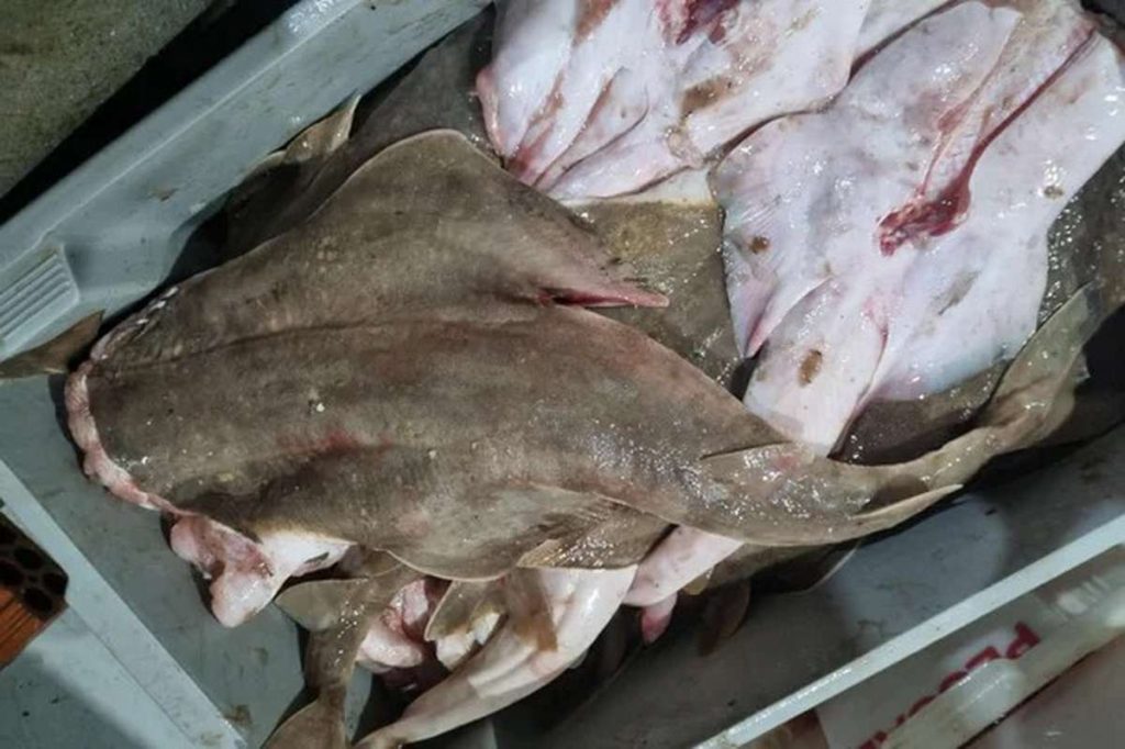 Comércio ilegal de tubarões no RS