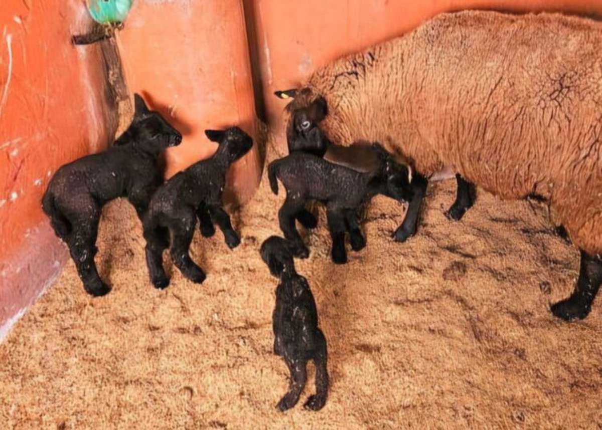Surpresa no Litoral Norte: ovelha dá luz a quadrigêmeos em caso raro