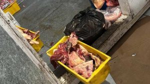 Carne sem procedência a medicamentos proibidos