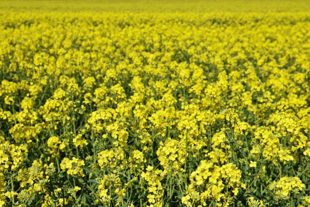 Canola