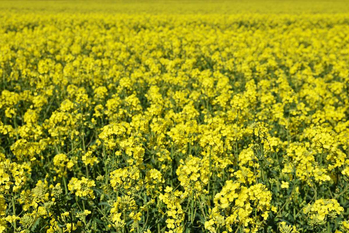 Canola