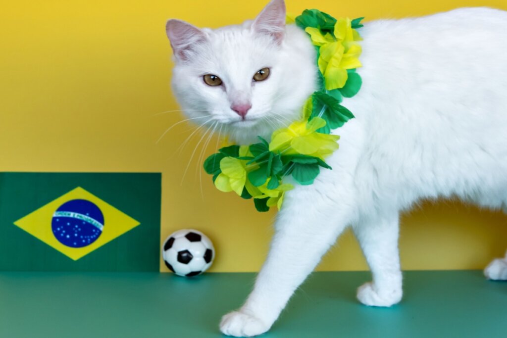 nomes de atletas para gatos