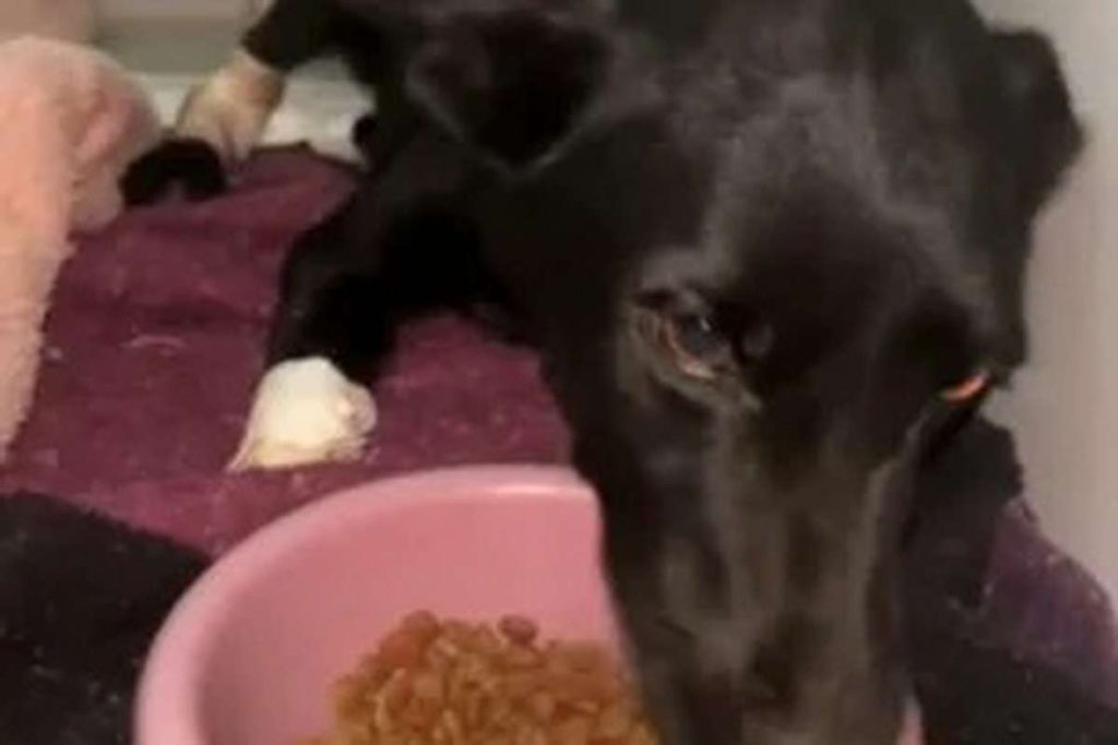 Cadela tem patas amputadas após sofrer maus-tratos no RS