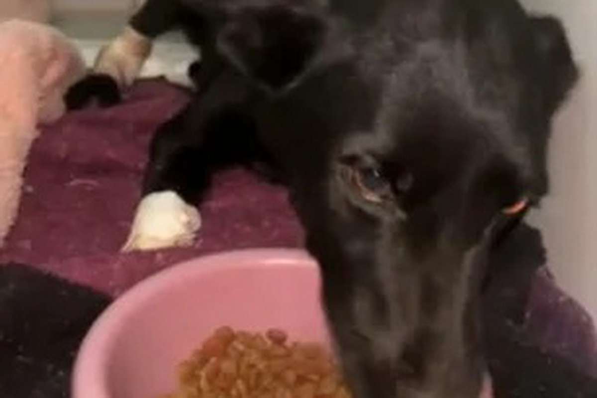 Cadela tem patas amputadas após sofrer maus-tratos no RS