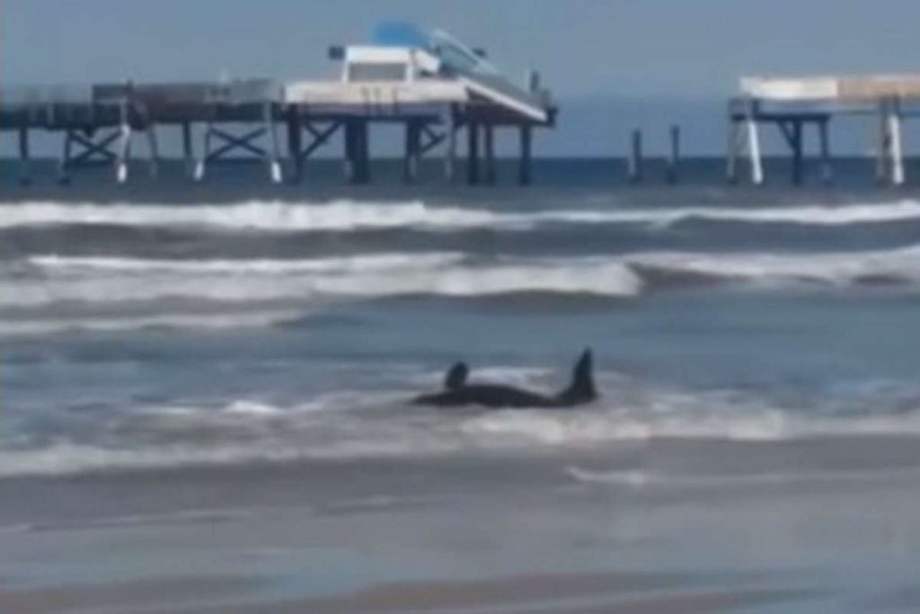 Baleia encalhada no Litoral Norte