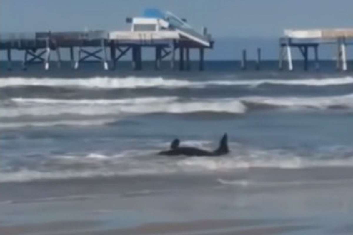 Baleia encalhada no Litoral Norte