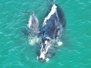 Baleia-franca presa em rede mobiliza resgate no Litoral de SC