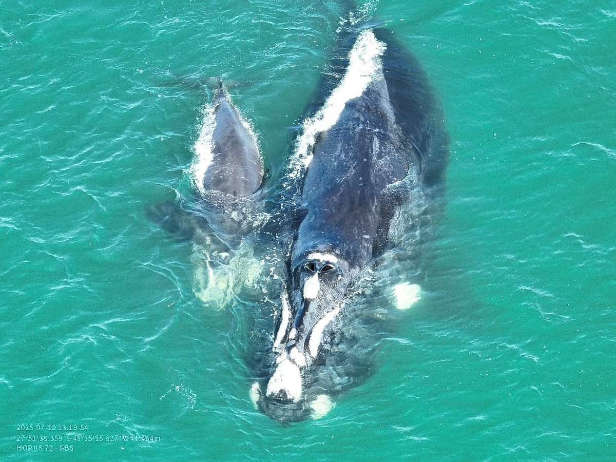 Baleia-franca presa em rede mobiliza resgate no Litoral de SC