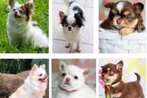 Chihuahuas avaliados em R$ 90 mil são furtados no Litoral Norte
