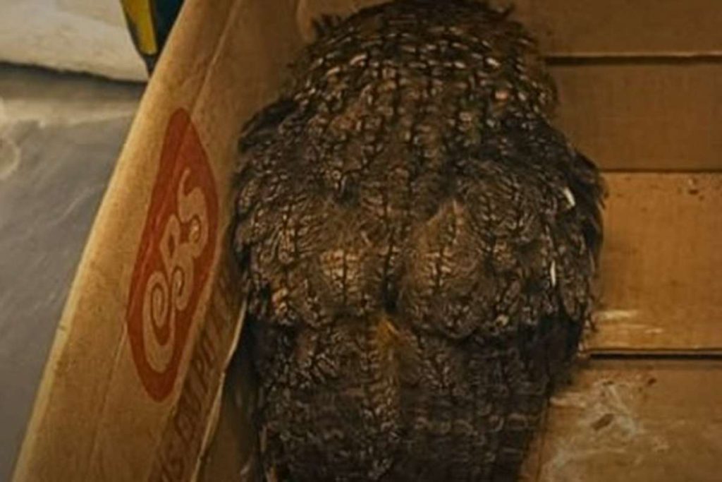 Coruja ferida é resgatada às margens da BR-101 em Osório