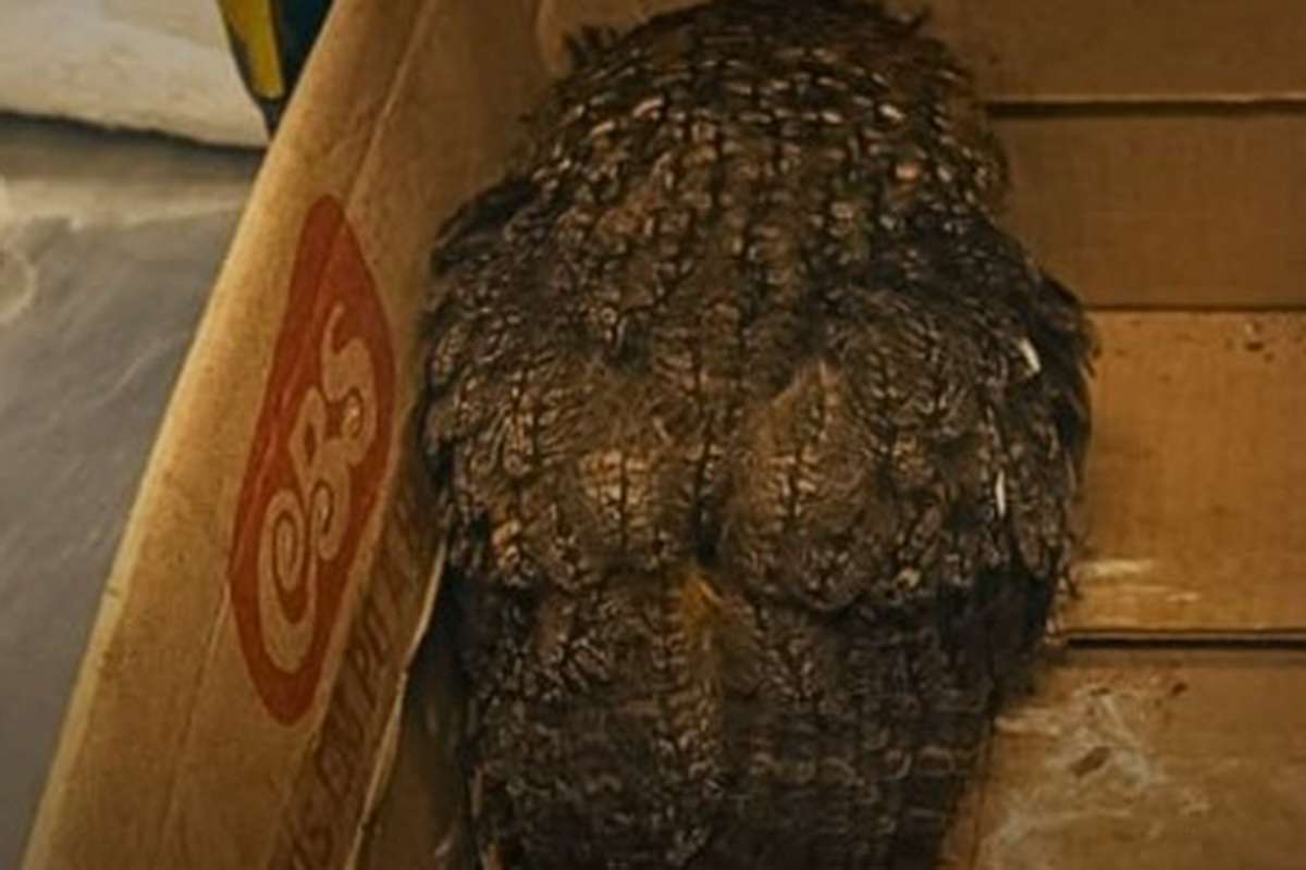 Coruja ferida é resgatada às margens da BR-101 em Osório