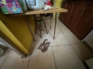 Idosas de 90 e 92 anos são encontradas se alimentando de ração de gato no RS