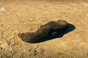 Lobo-marinho é monitorado na beira mar de Cidreira