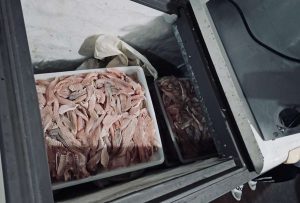 Polícia Civil apreende 400 kg de pescados impróprios e prende suspeito no RS