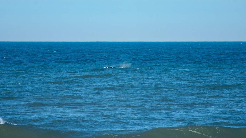 Baleia-franca aparece em Imbé