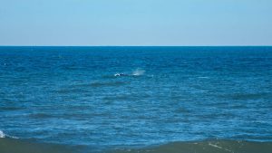 Baleia-franca aparece em Imbé