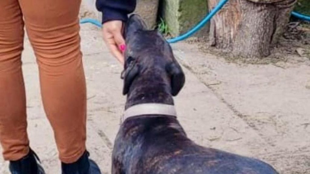 Maus-tratos a animais