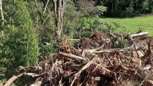 Desmatamento ilegal no RS