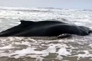 Baleia jubarte encalhada é encontrada morta no Litoral