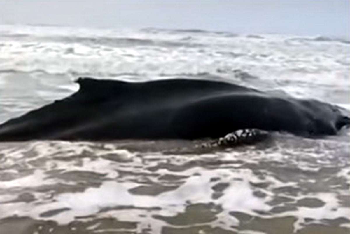 Baleia jubarte encalhada é encontrada morta no Litoral