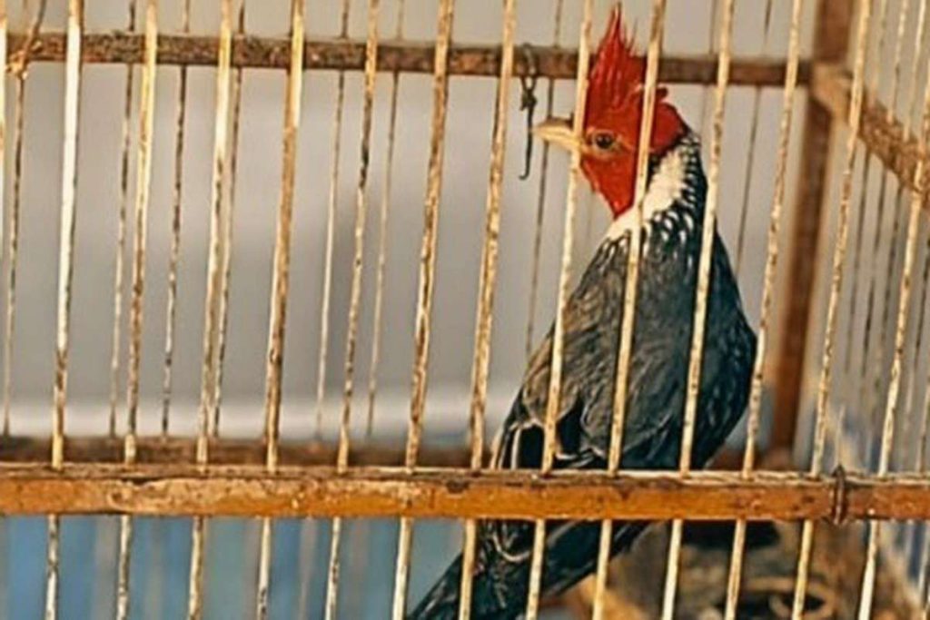 Brigada Militar apreende pássaros silvestres em cativeiro ilegal no Litoral