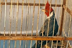 Brigada Militar apreende pássaros silvestres em cativeiro ilegal no Litoral