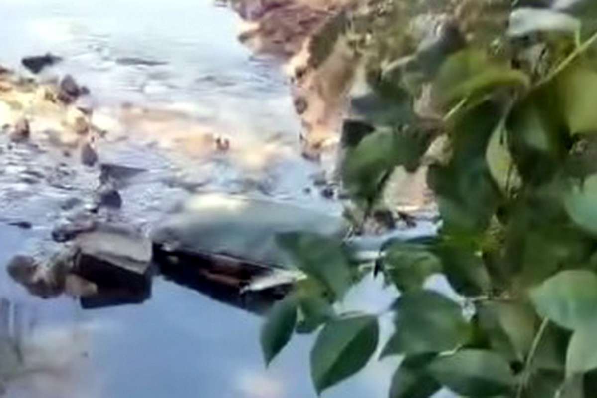 Cachorrinha é encontrada dentro de mala em arroio no RS