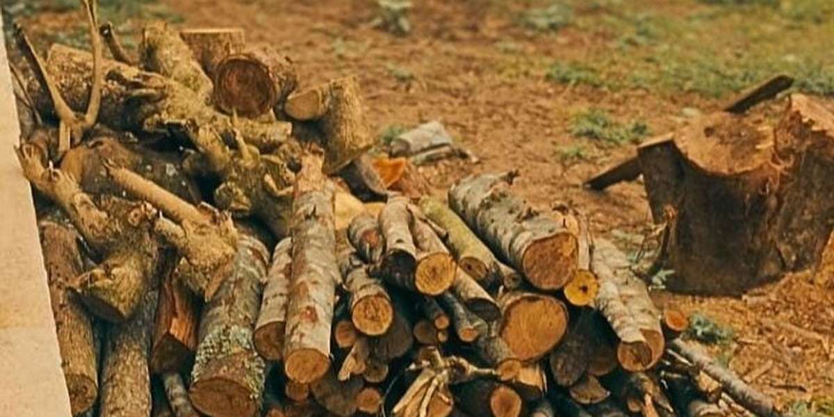 Corte de árvores nativas