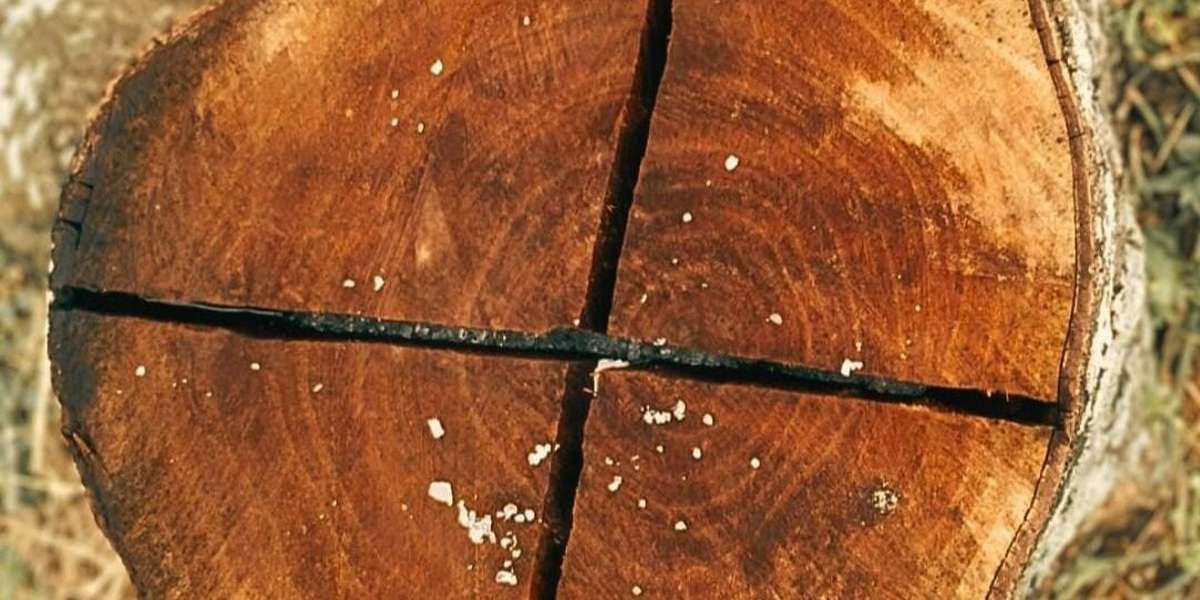 Corte de árvores nativas