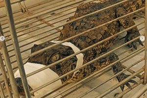 Jacaré-do-papo-amarelo é resgatado em galerias de esgoto no RS