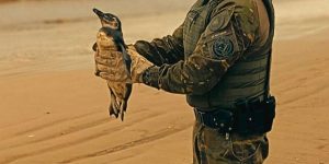 Pinguim-de-magalhães