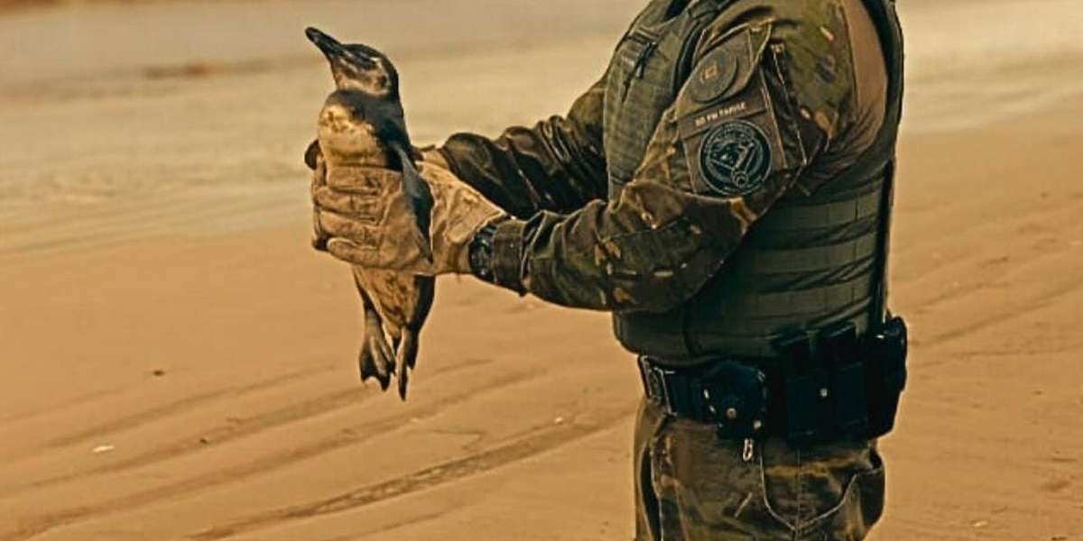 Pinguim-de-magalhães