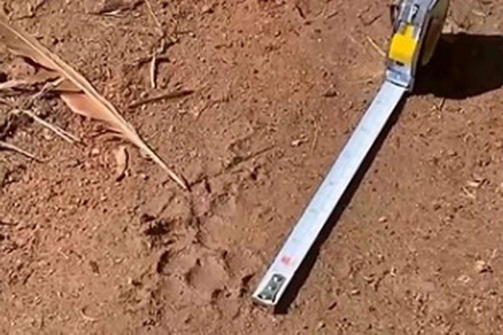 Puma no RS: felino misterioso mata 9 cães e aterroriza cavalos em Viamão