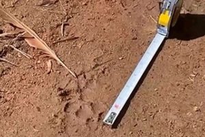 Puma no RS: felino misterioso mata 9 cães e aterroriza cavalos em Viamão