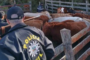 Operação Pampa, Roubo de gado no RS: Operação Pampa combate crime em 16 cidades