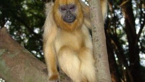Macaco de estimação