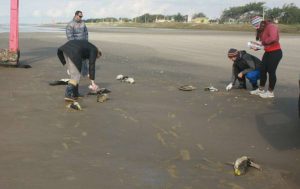 Pinguins mortos no litoral do RS: A explicação dos especialistas vai te surpreender