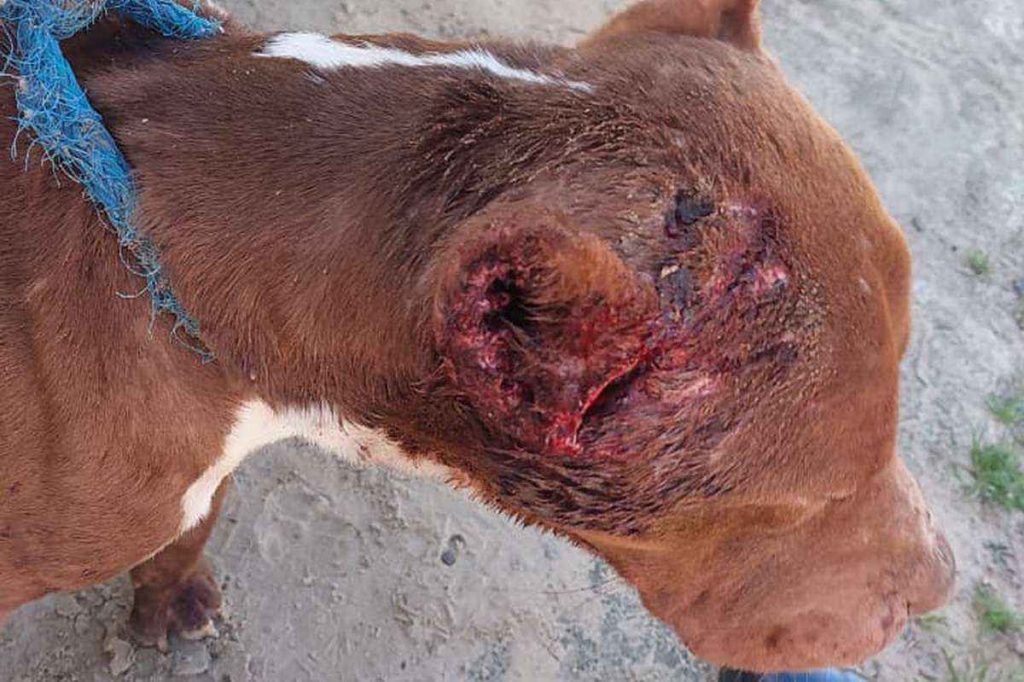 Pitbull vítima de maus-tratos é resgatado no Litoral
