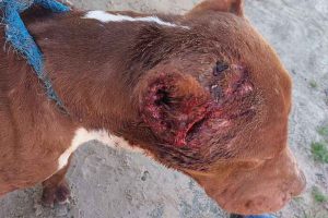 Pitbull vítima de maus-tratos é resgatado no Litoral