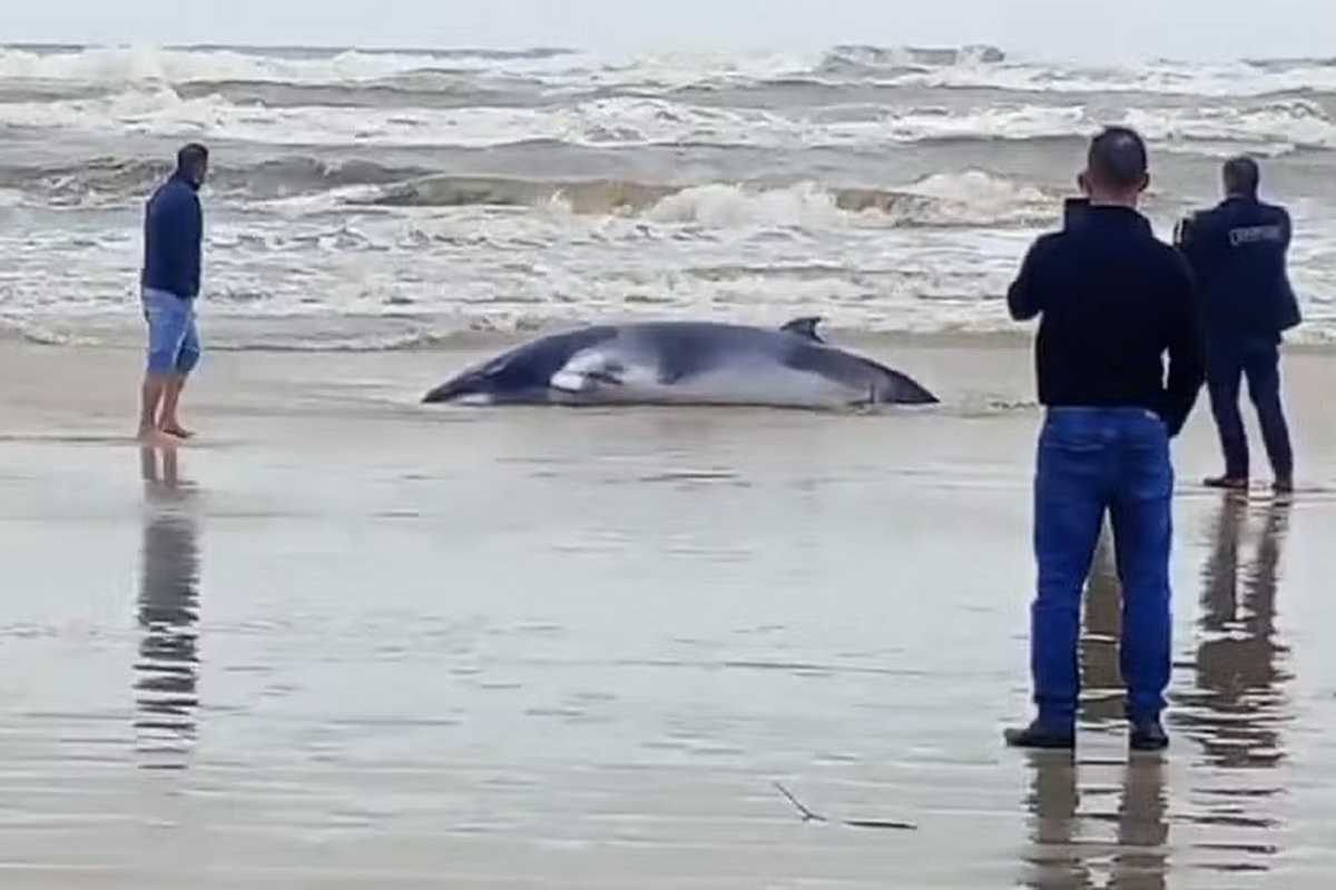 Baleia encalha duas vezes