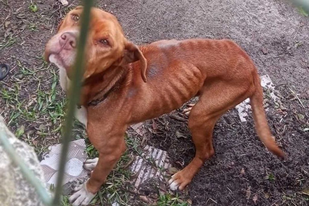 Cães em situação de maus-tratos