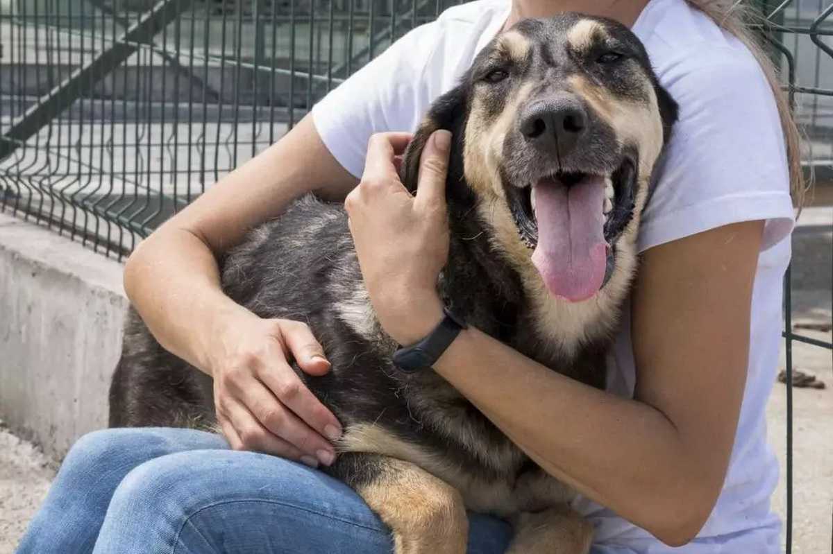 Feira de adoção de animais