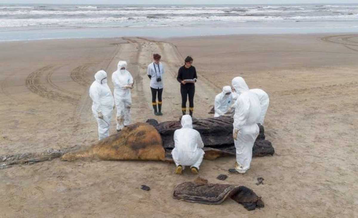 Orca encontrada morta no litoral mobiliza pesquisadores