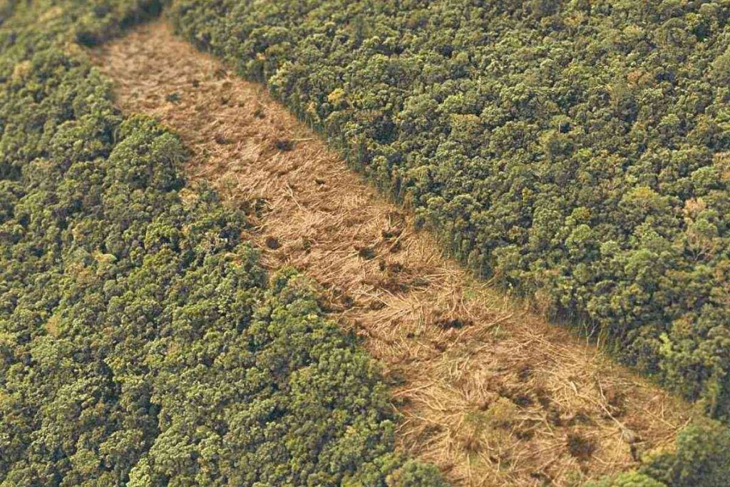 Supressão de vegetação